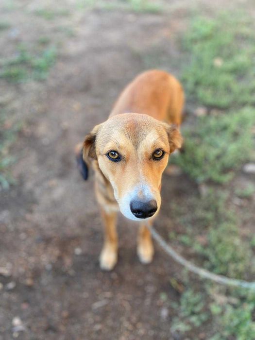 DOA-SE CADELA com 7 meses