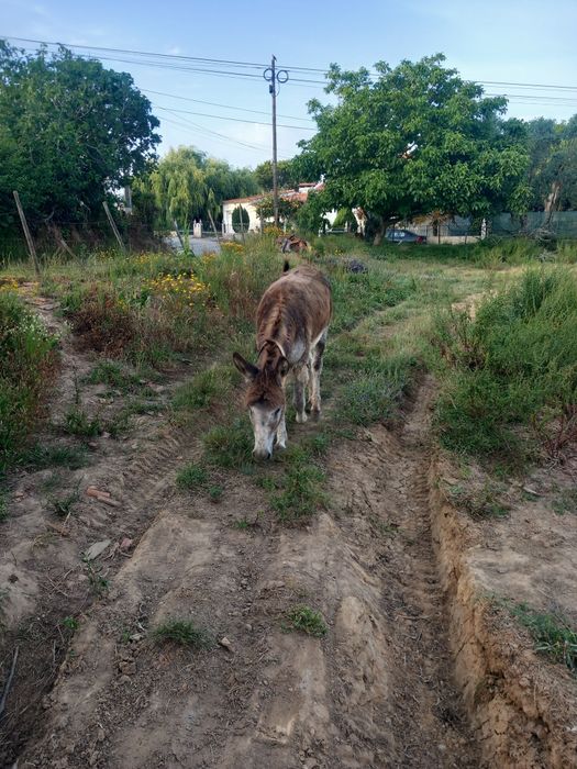 Burro inteiro 7 anos