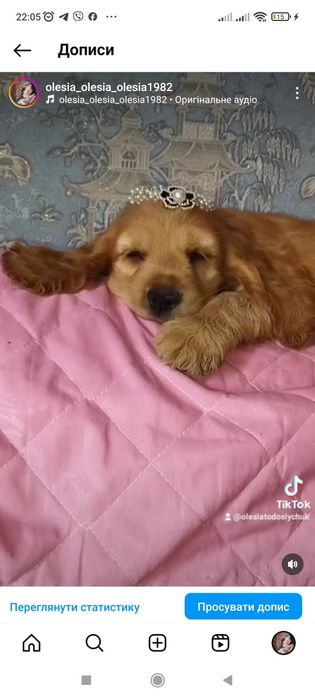 Дівчинка англійських кокер спаніелів