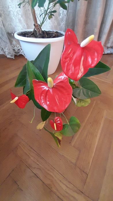 Антуріум (чоловіче щастя) на подарунок