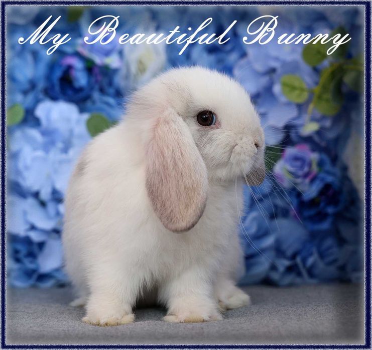 Piękny Królik Mini Lop - Rhon