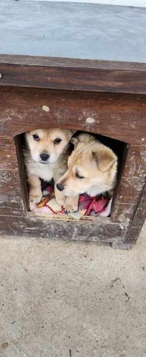 Віддам цуценят у добрі руки