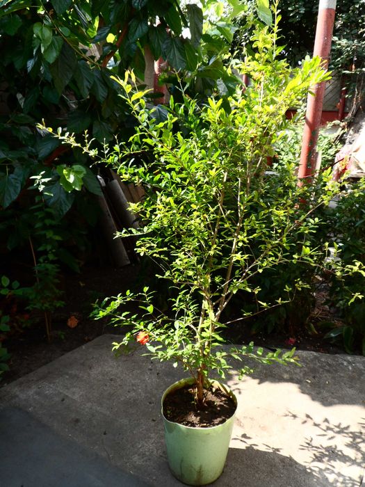 Гранаты Сортовые , разные саженцы.  Разные Сорта.