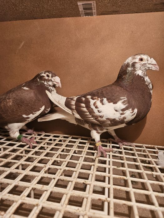 Gołębie staropolskie