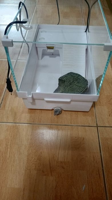 Akwarium dla żółwia wodno lądowego
