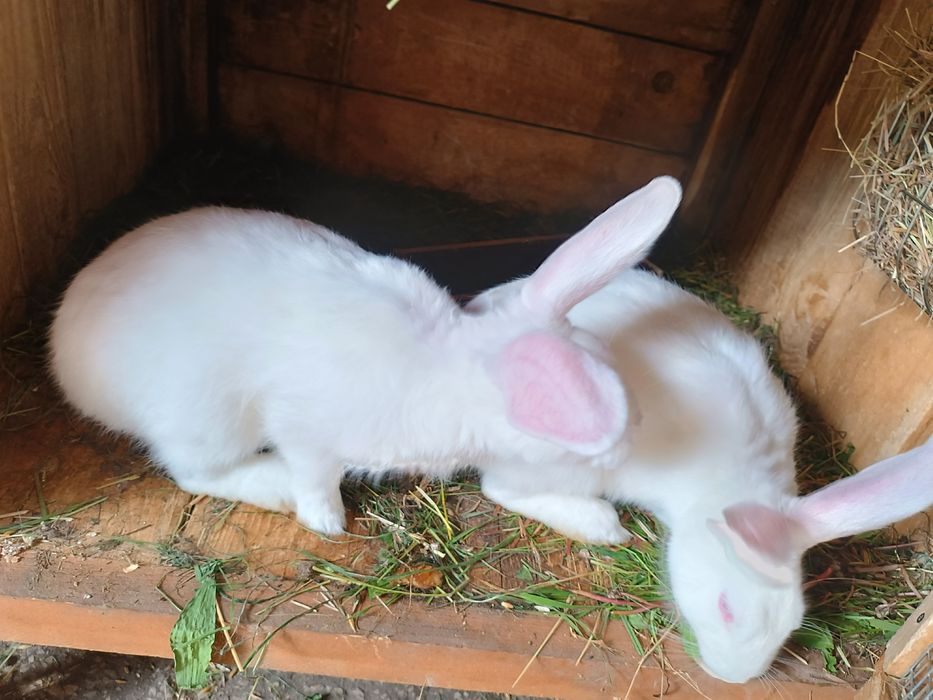 Sprzedam króliki termondzki biały