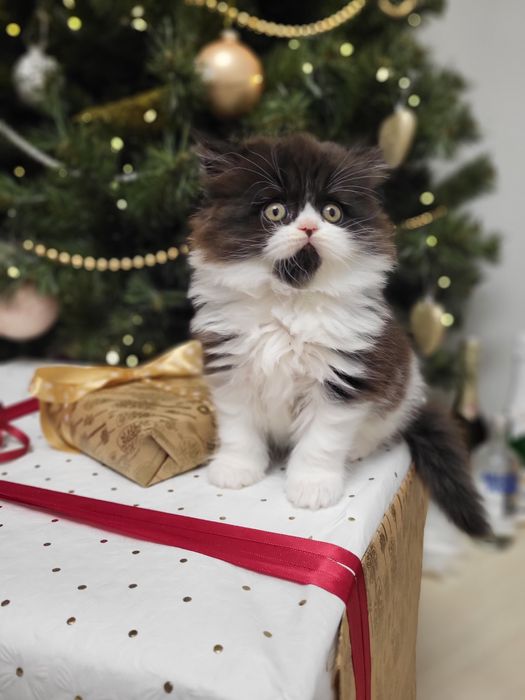 Szkocki prostouchy z rodowodem WCF