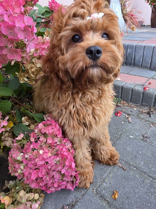 Sunia cavapoo f1