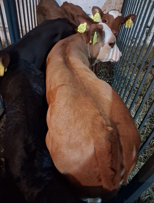 Byczki I jałówki Polskie mięsnych ras