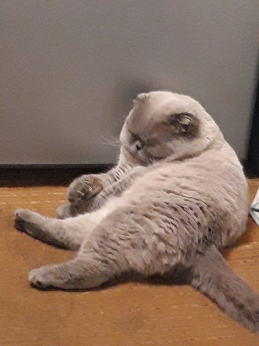 Шотландский кот . Вязка