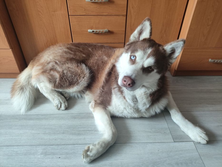Oddam psa husky, 3 letni