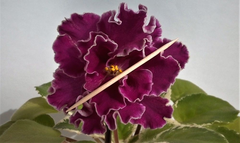 Фиалки  Сортовые