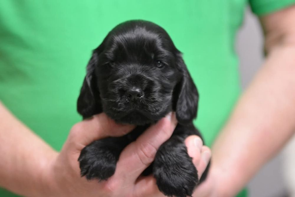 Cocker Spaniel Angielski ZKwP/FCI