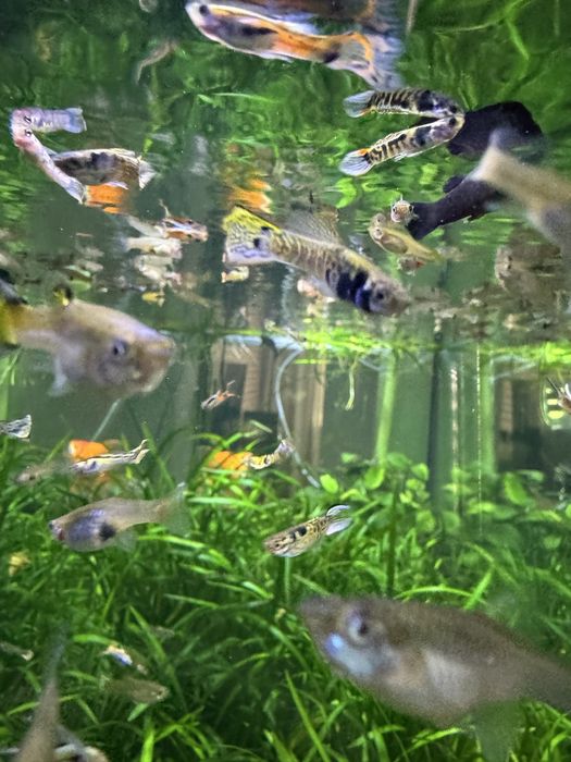 Gupik, gupiki pawie oczko, endlera, tiger