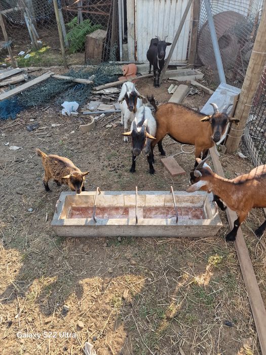 Vende se cabitros anãs