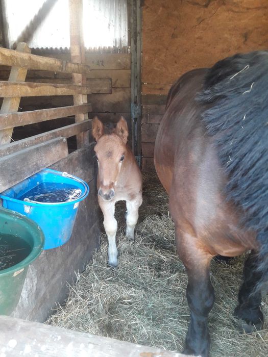 Sprzedam klacz PKZ z klaczką do hodowli. zamiana możliwa dopłata.