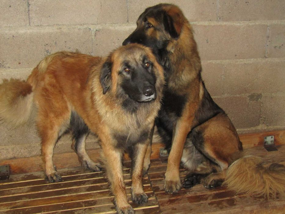 Cão Serra da Estrela com Pedigree/Afixo.