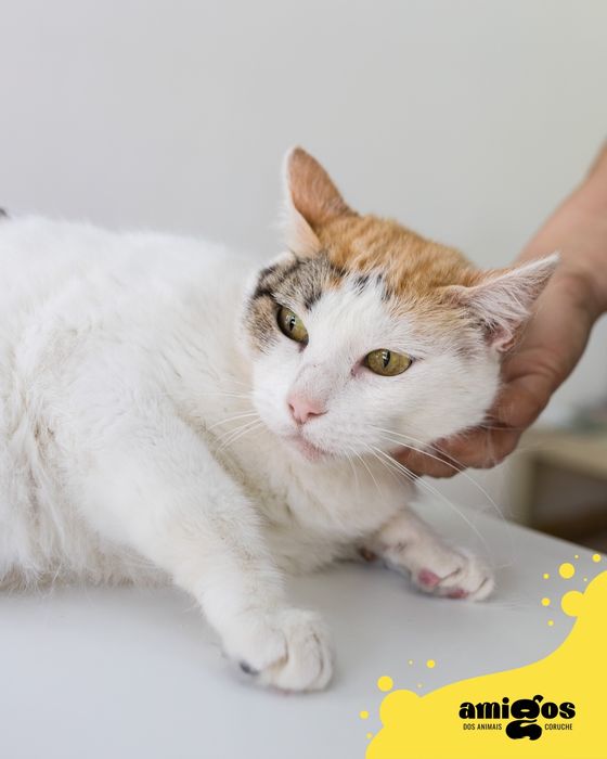 SANTA [Europeu] p/ Adoção