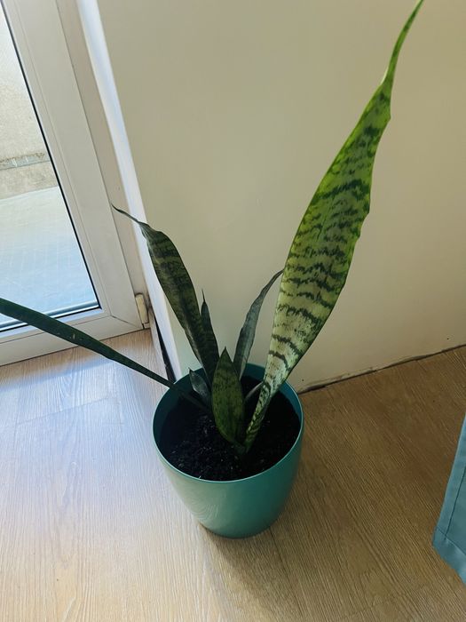 Сансевьерия с вазоном