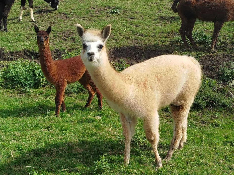 Alpaka alpaki samica samice 2 młode
