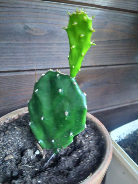 Opuncja dla żółwia