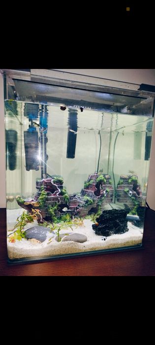 Aquário de peixes água quente