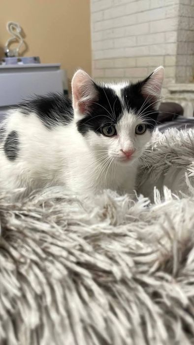 Котик. 2 місяці. Чудовий