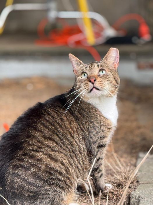 Conchilla piękność w kocim futerku szuka domu