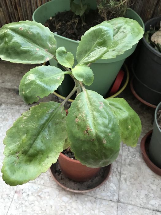 Plantas em vaso valor unit