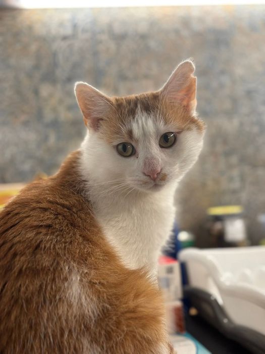 Uroczy Maślaczek szuka domu!