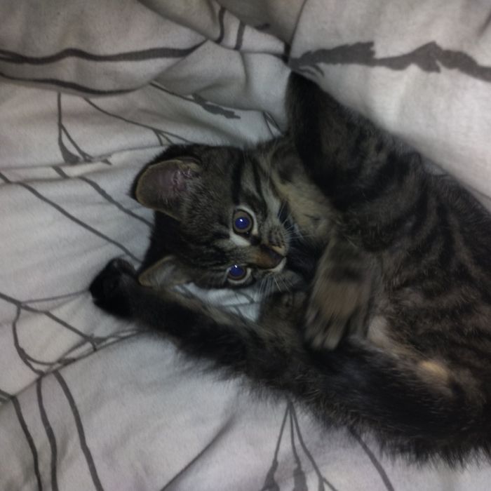 Кошенята в добрі руки!:>