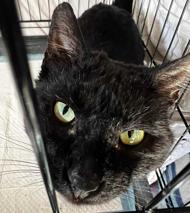 Kot Zodiak poleca się do adopcji
