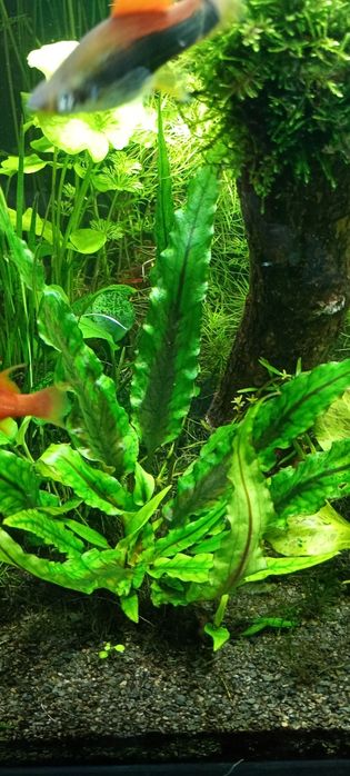 Cryptocoryne  Wendtii -Green i Brown