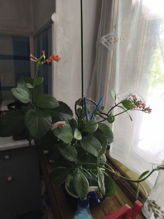 Отдам даром комнатные растения