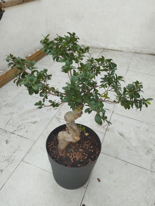 Planta Ficus Ginseng  Bonsai (sem vaso)