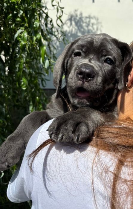 Цуценята Кане Корсо