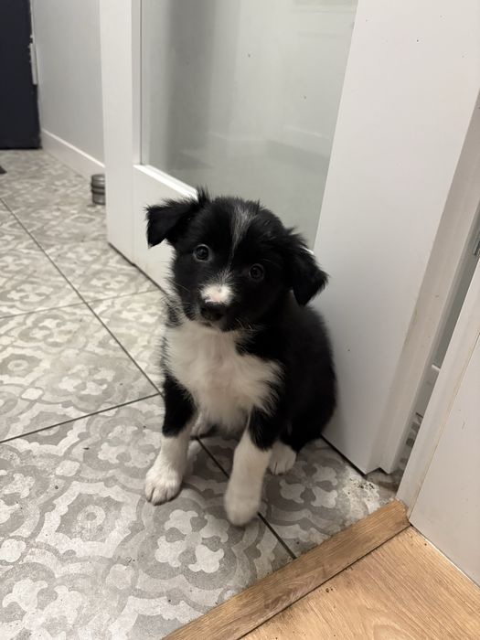 Border collie suczka