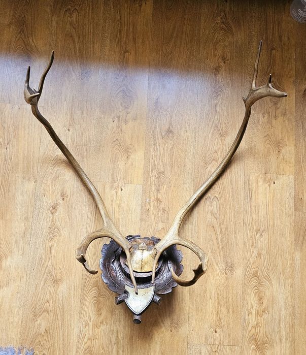 Rogi, poroże renifera.