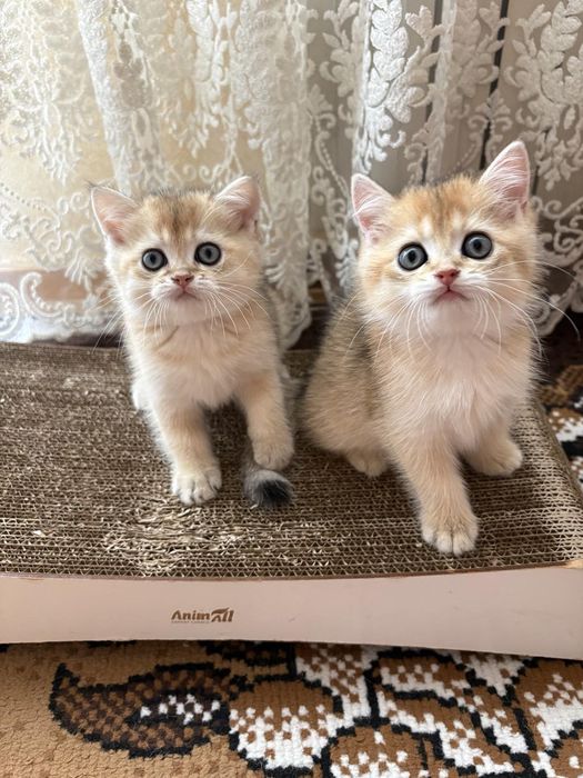 Британский кот вязка .В окрасе золотая шиншилла