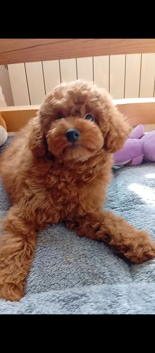 Продаж цуценята той пудель Ред Браун