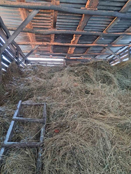 Сіно для кроликів.різнотрав'я.кукуруза.овес.гілочки сливи ,алича,вишні
