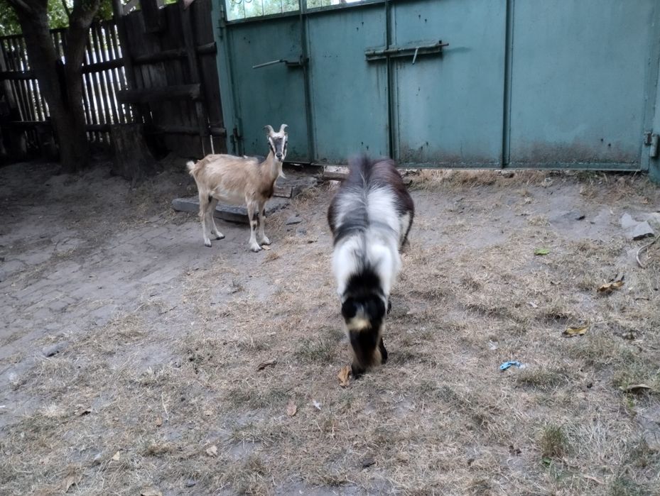 Продам кози, коза має привести козенят