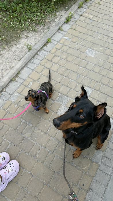 Догляд за котом чи собакою у Рівному