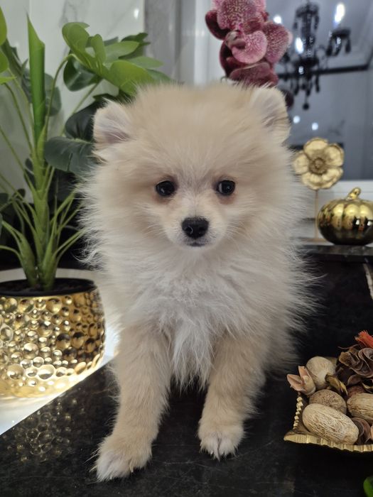 Szpic miniaturowy piesek 15