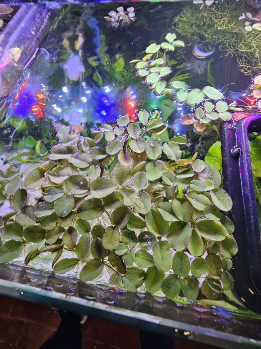 Alface de agua e outras Plantas de superfície aquário