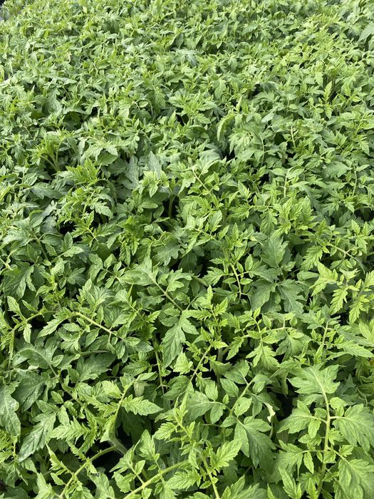 Rozsada por seler pomidor ogórek papryką