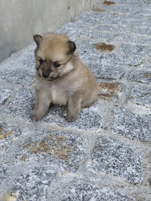 Spitz alemão macho