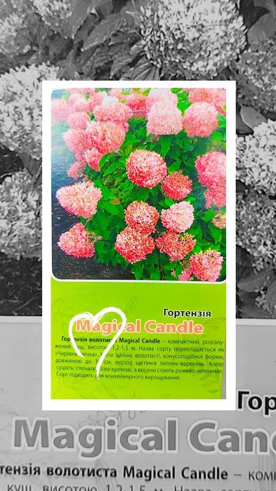 Гортензія, саджанці