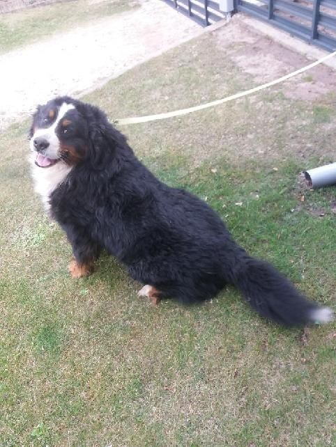 Berneński pies pasterski berneńskie z metryką i czipem