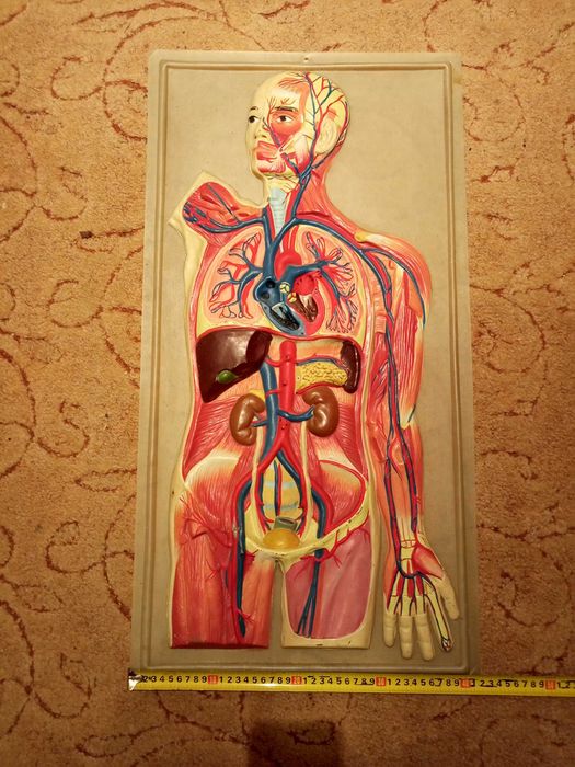 Навчальна та наглядна біологія з листового пластику.